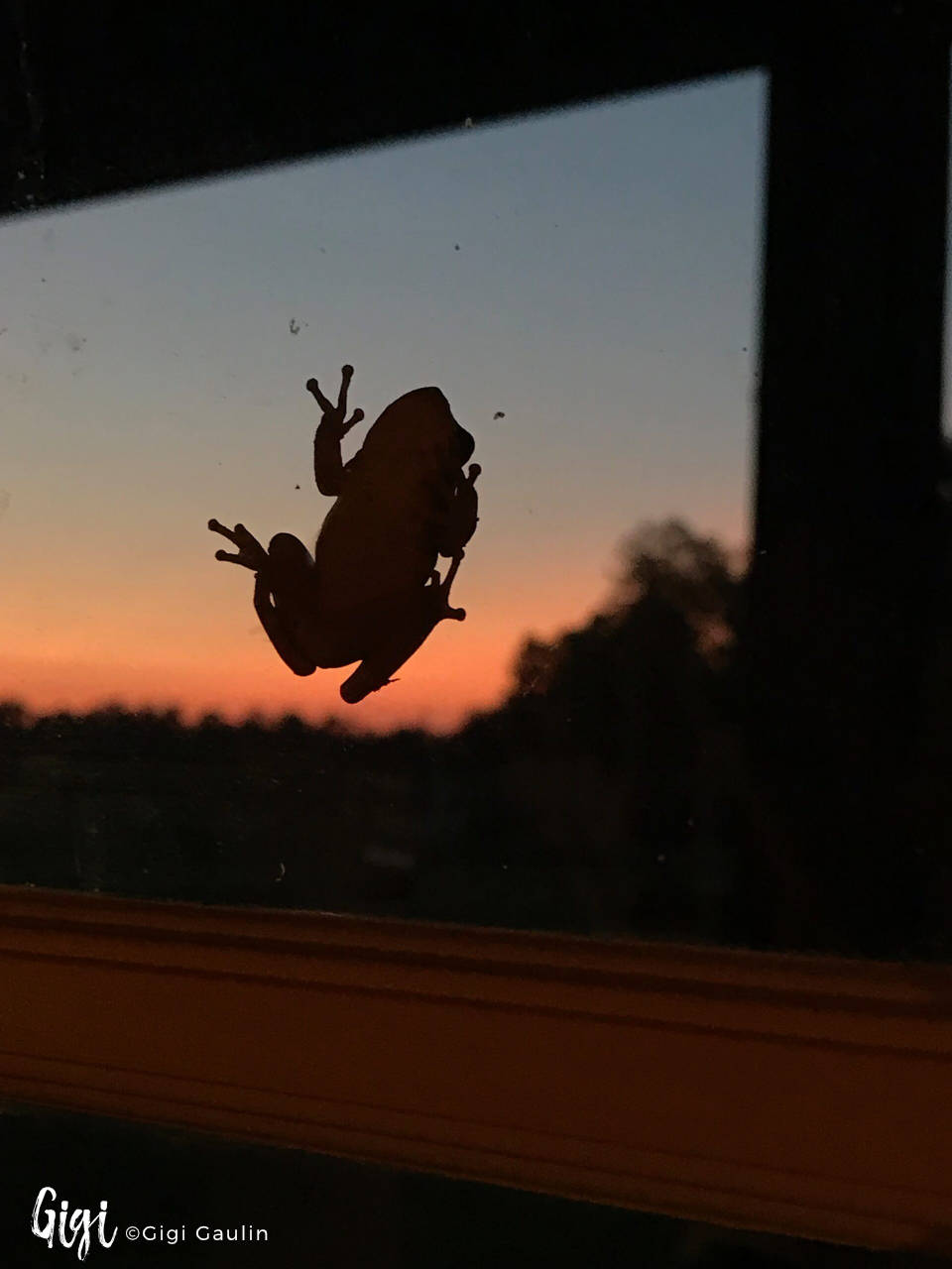 Frog on Window